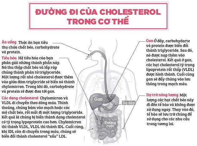 Đường đi của cholesterol